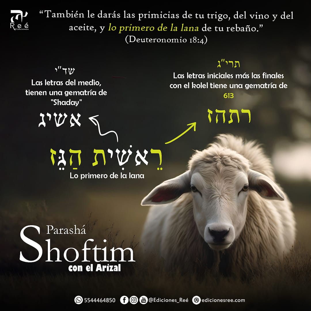 Parashá Shoftim: Oveja y Mandamientos